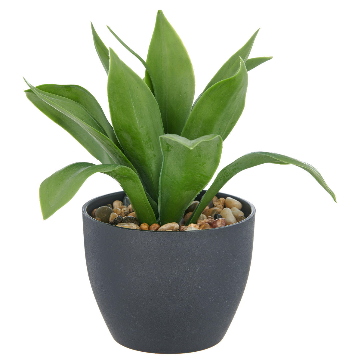 SUKKULENTE Sukkulente 20 cm  - Schwarz/Grün, Basics, Kunststoff (20cm) - P & B