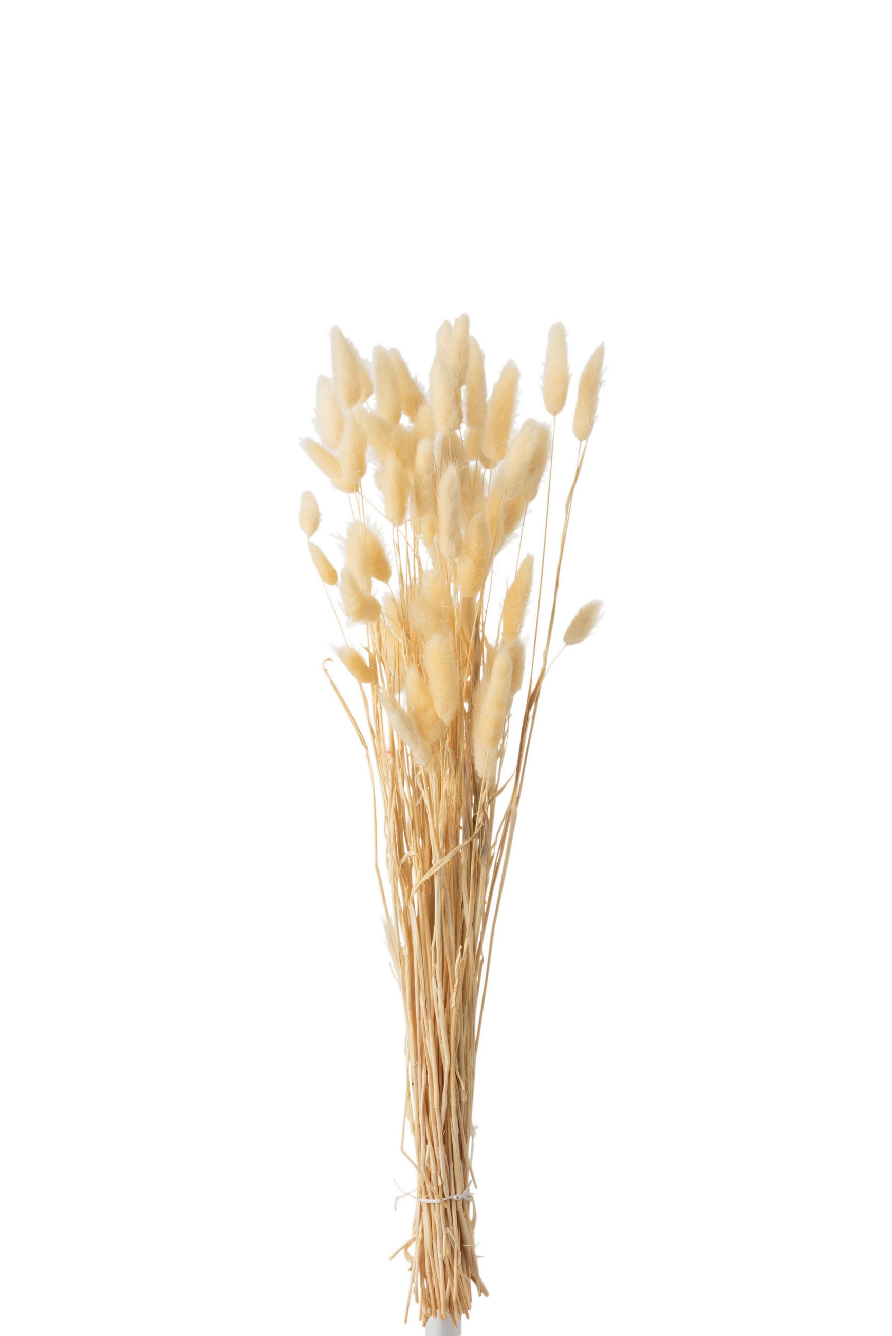 TROCKENBLUMENSTRAUß  - Beige, Basics, Naturmaterialien (10/4/75cm)