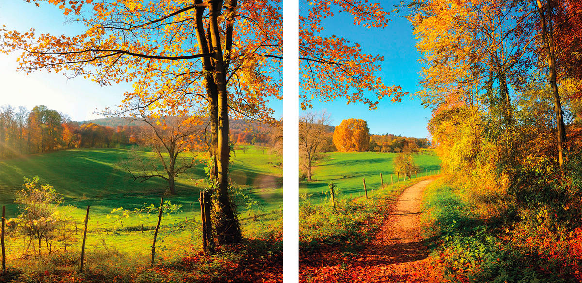 OBRAZ NA SKLE, krajina a příroda, 20/40 cm  - vícebarevná, Natur, sklo (20/40cm) - Euroart