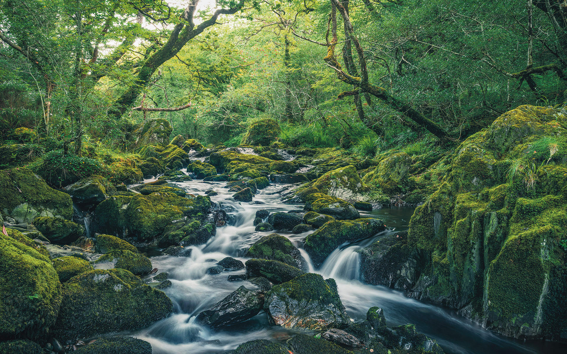 VLIESTAPETE - Natur (400/250cm)