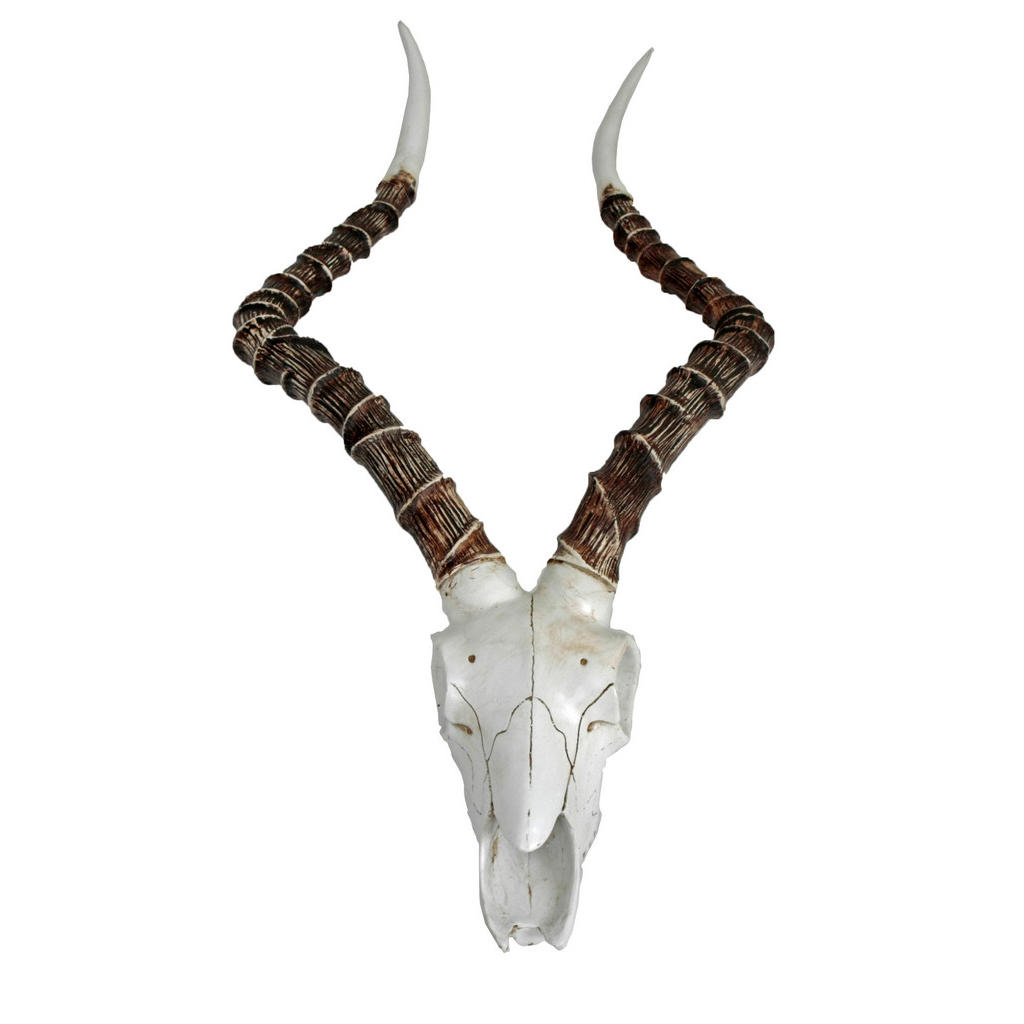 Geweih Braun Weiß B: 33 Cm