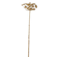 DEKOZWEIG Bärenklau  - Naturfarben, Trend, Kunststoff (30/125cm) - Boltze Home