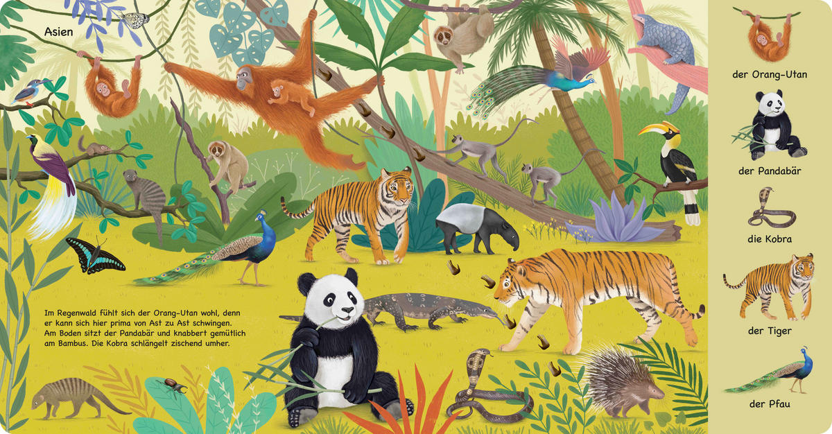 WIMMELBUCH Tiere im Wald  - Multicolor, Basics, Papier (23,5/24,5/1,6cm)