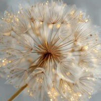 METALLBILD Blumen  - Multicolor, Basics, Metall (30/30/2cm) - Euroart