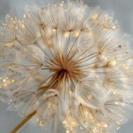 Euroart Metallbild Soft Dandelion I Mehrfarbig 30x30x2 cm