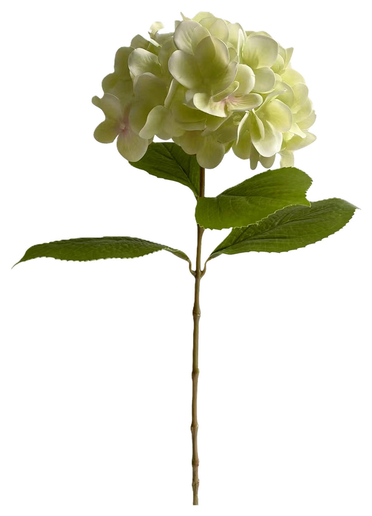 HORTENSIE  - Weiß/Grün, Natur (60cm)