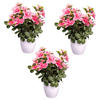 KUNSTPFLANZE 26 cm  - Rosa/Weiß, Design, Kunststoff (26cm) - P & B