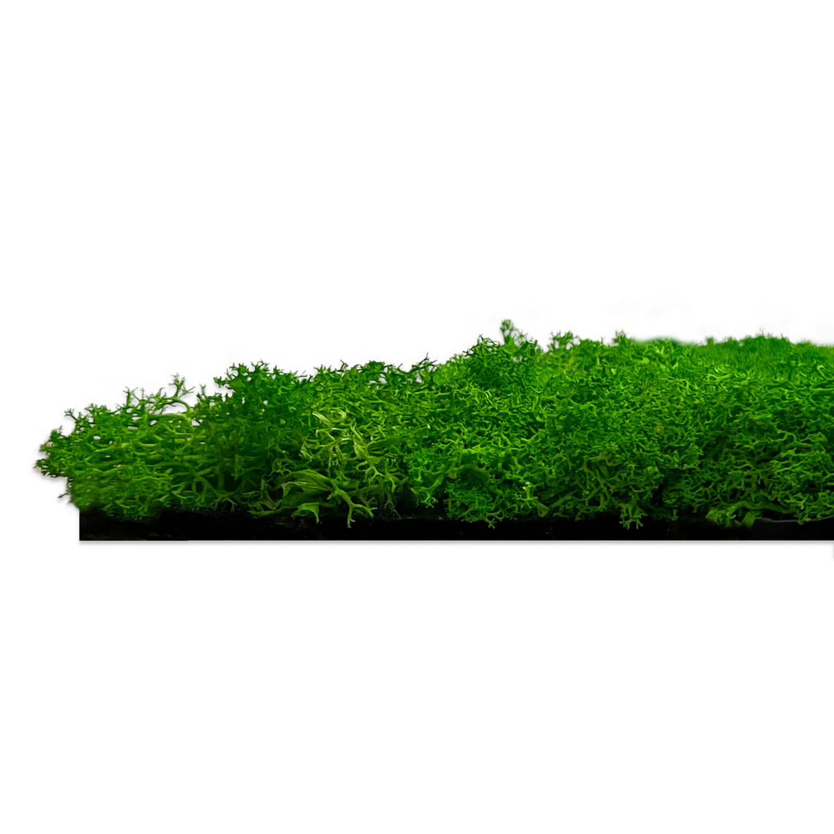 AKUSTIKPANEEL Modular Wall System Moos 52/52/4 cm  - Grün, KONVENTIONELL, Naturmaterialien (52/52/4cm) - Jangal