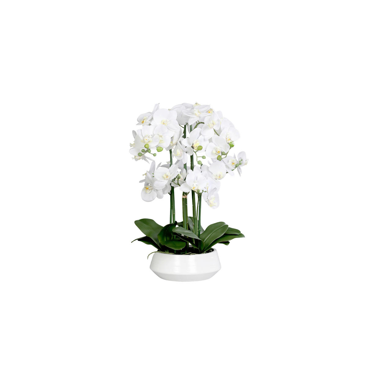 ORCHIDEE - Weiss/Creme, Basics, Keramik/Kunststoff (63cm)