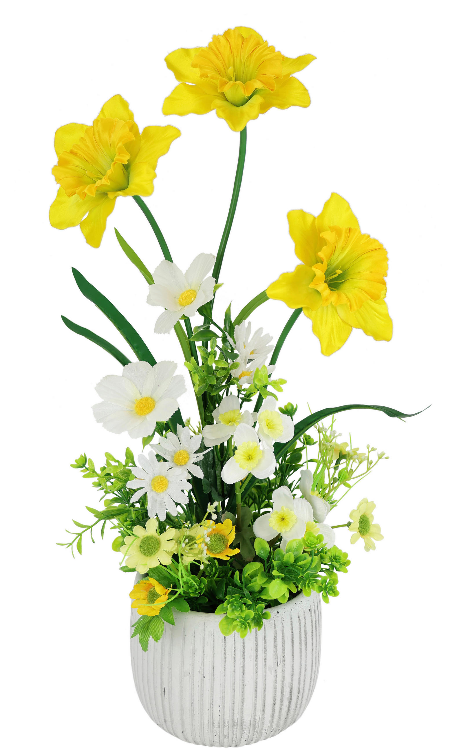 NARZISSE  - Gelb, Basics (22/54cm)