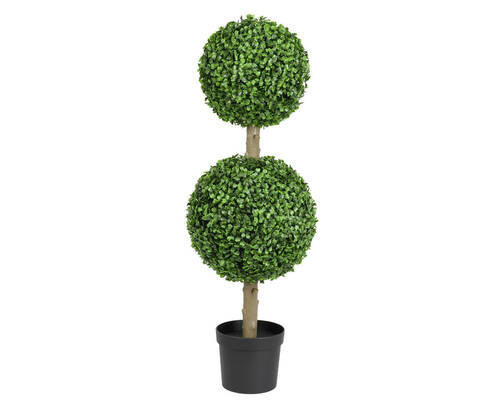 Cimișir - Basics (28,00/28,00/80,00cm)