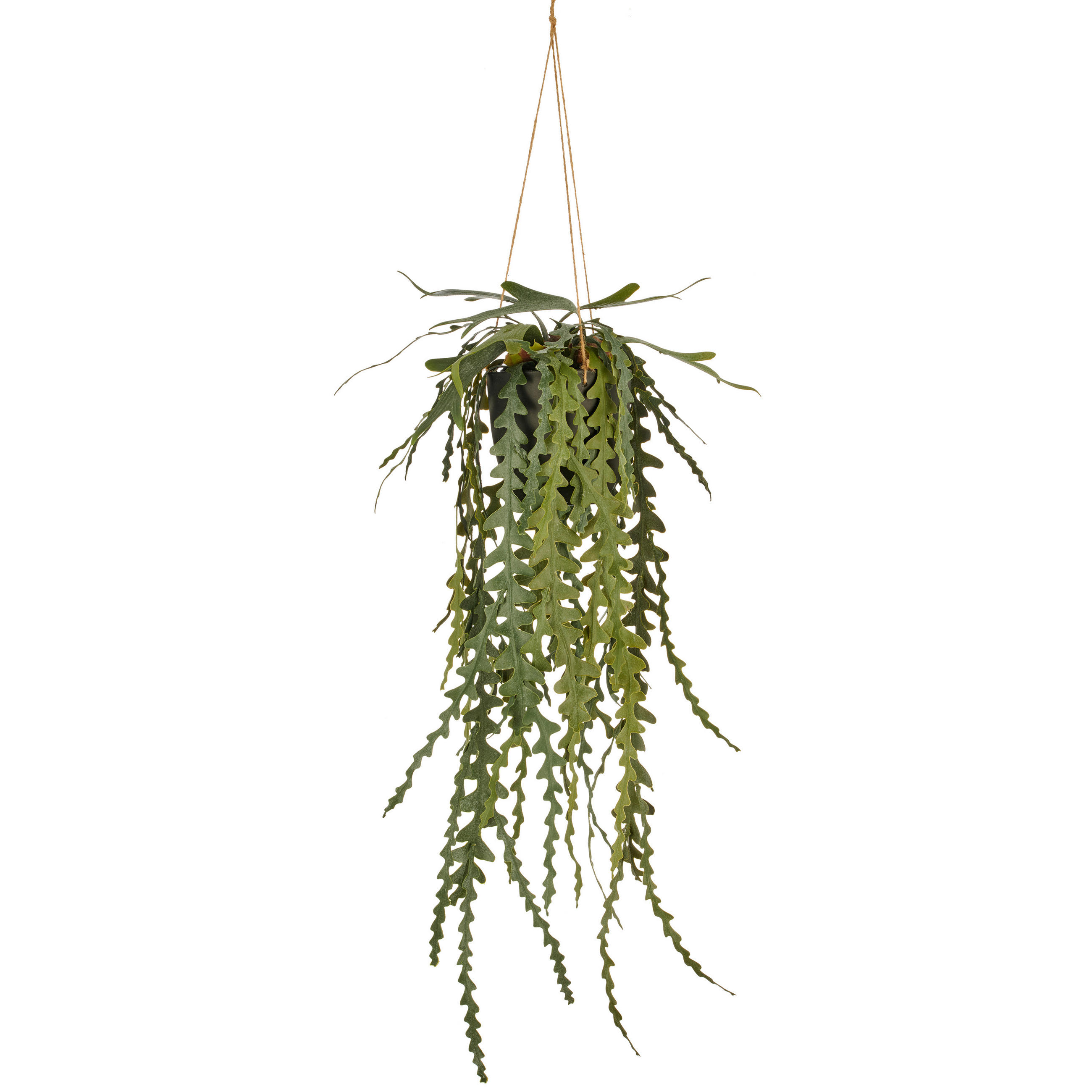 KUNSTPFLANZE Sukkulente 91 cm  - Schwarz/Grün, Basics, Kunststoff (91cm)