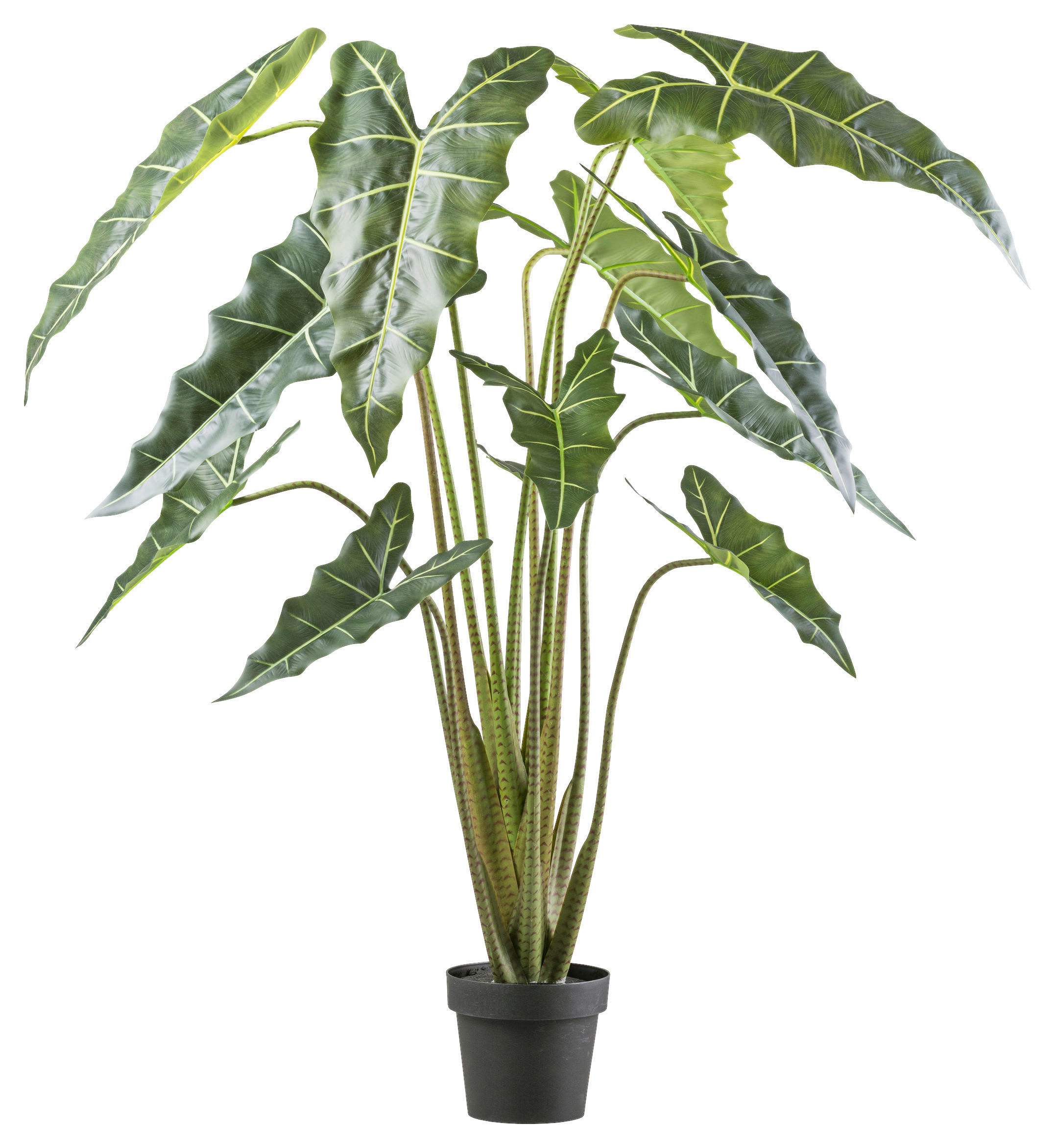 KUNSTPFLANZE 160 cm  - Schwarz/Grün, Design, Kunststoff (160cm) - P & B