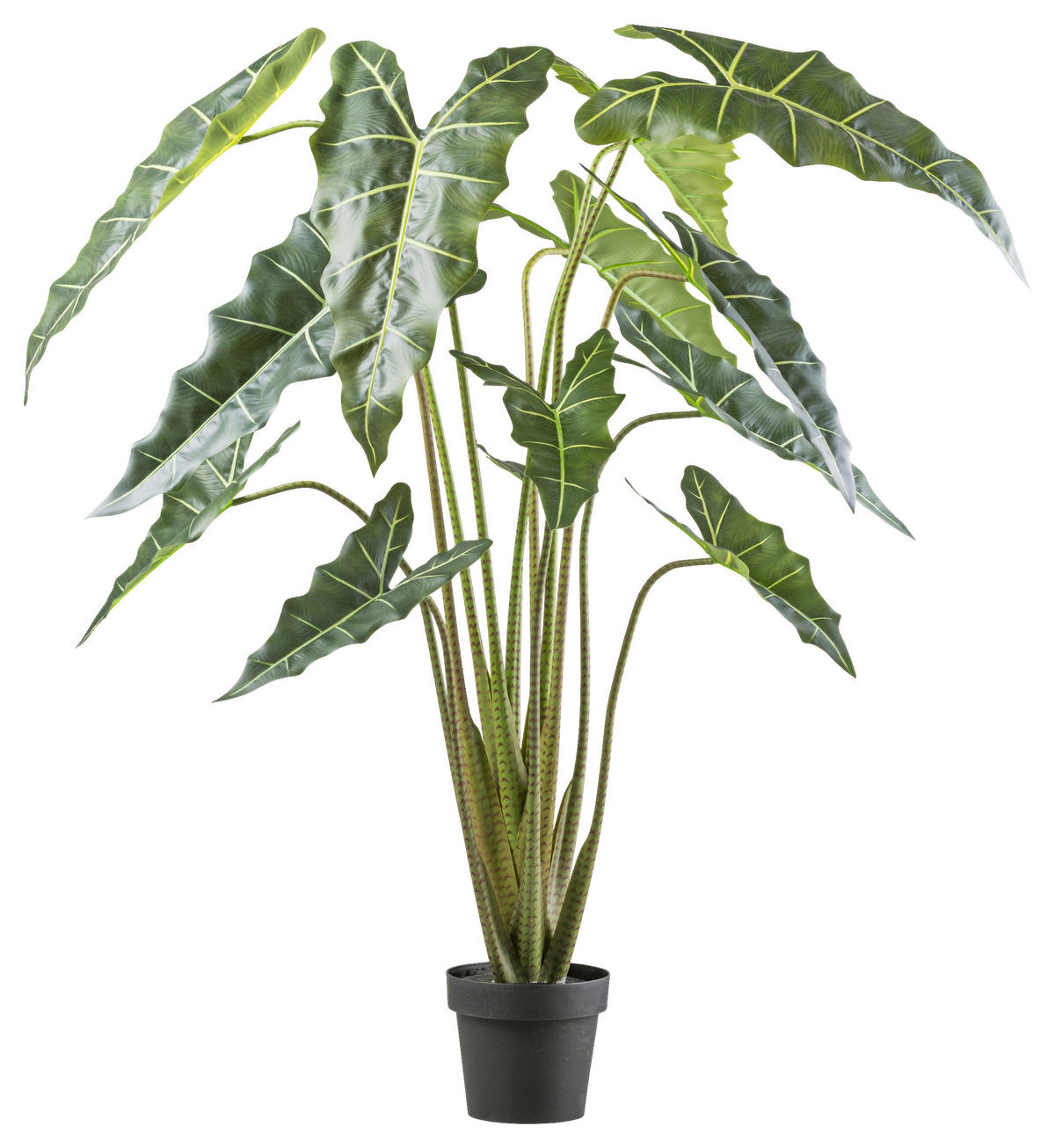 KUNSTPFLANZE 160 cm  - Schwarz/Grün, Design, Kunststoff (160cm) - P & B