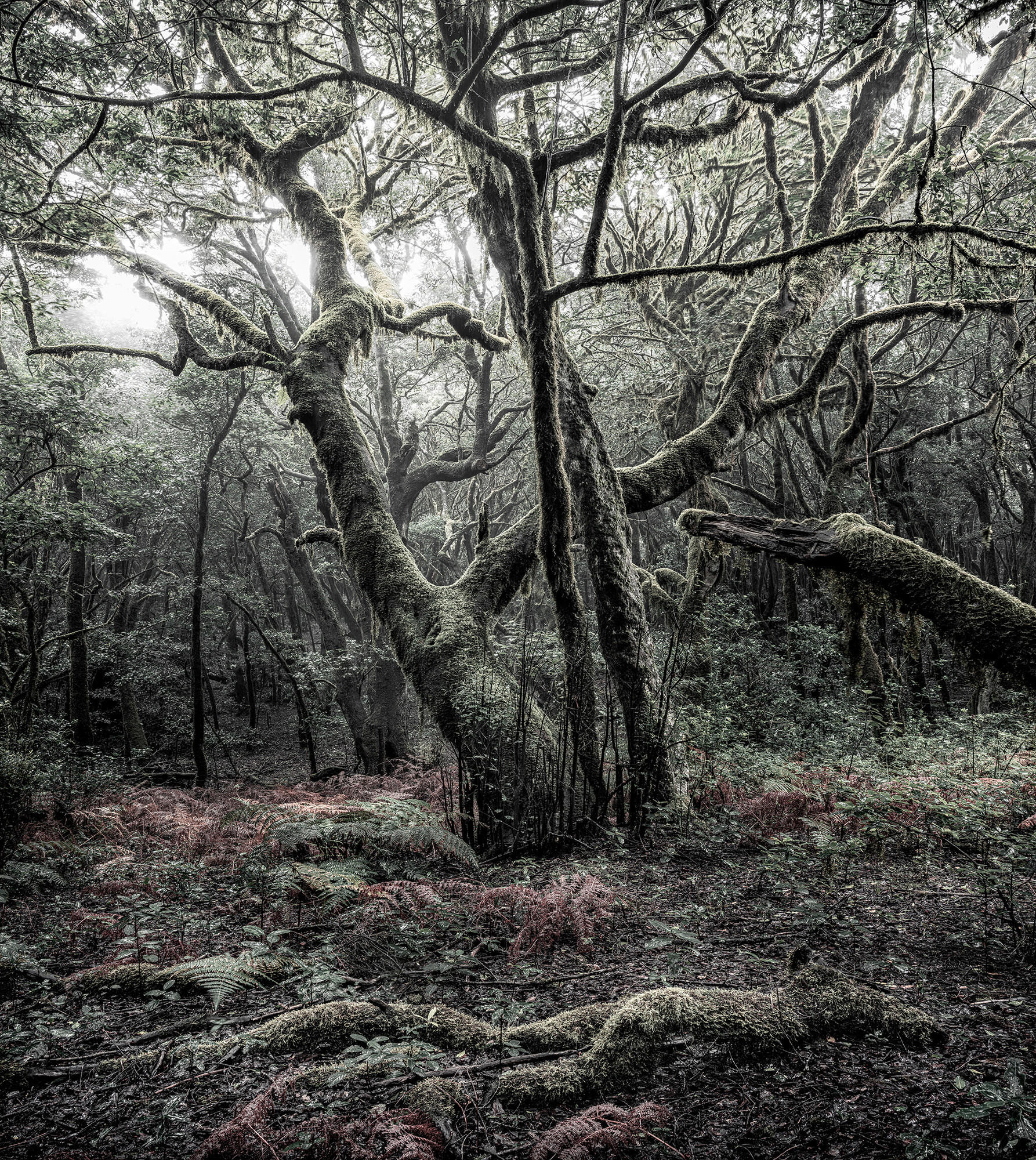 Xora Fototapete Schwarz, Weiß 250x280 cm