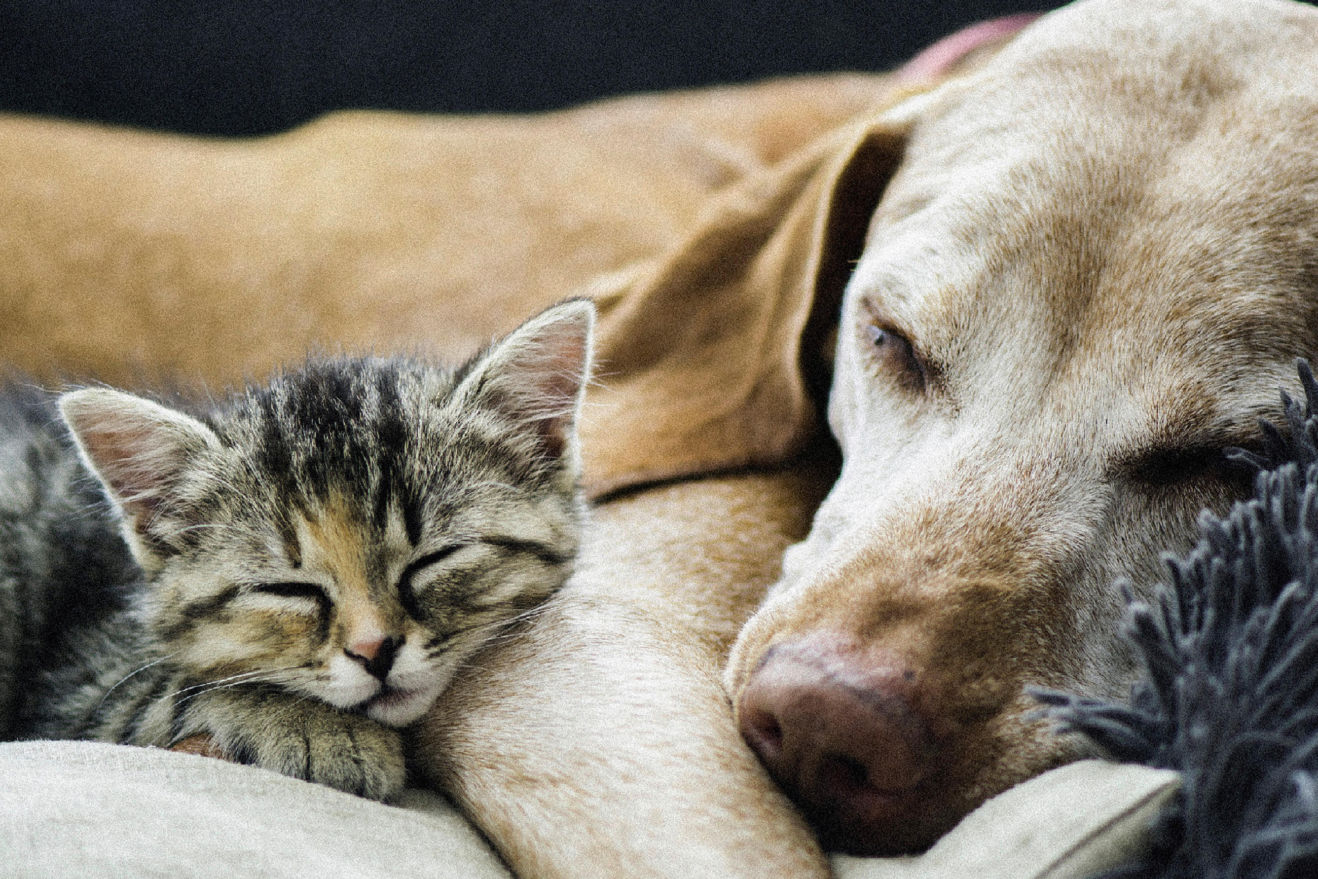 Fußmatte Velvet 006083-1