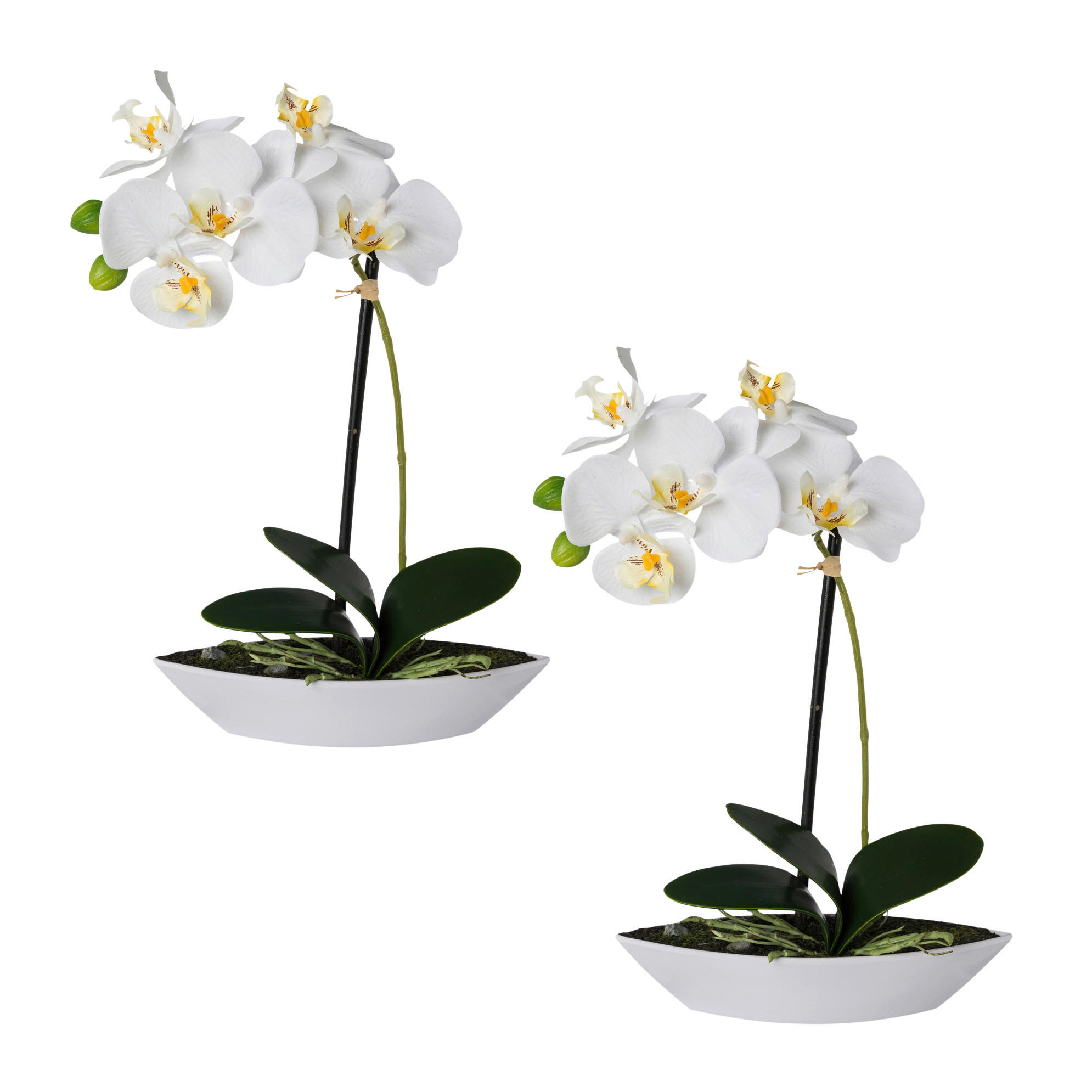 ORCHIDEEN-SET 2TLG. Orchidee 30 cm  - Weiß/Grün, Design, Keramik/Kunststoff (30cm)