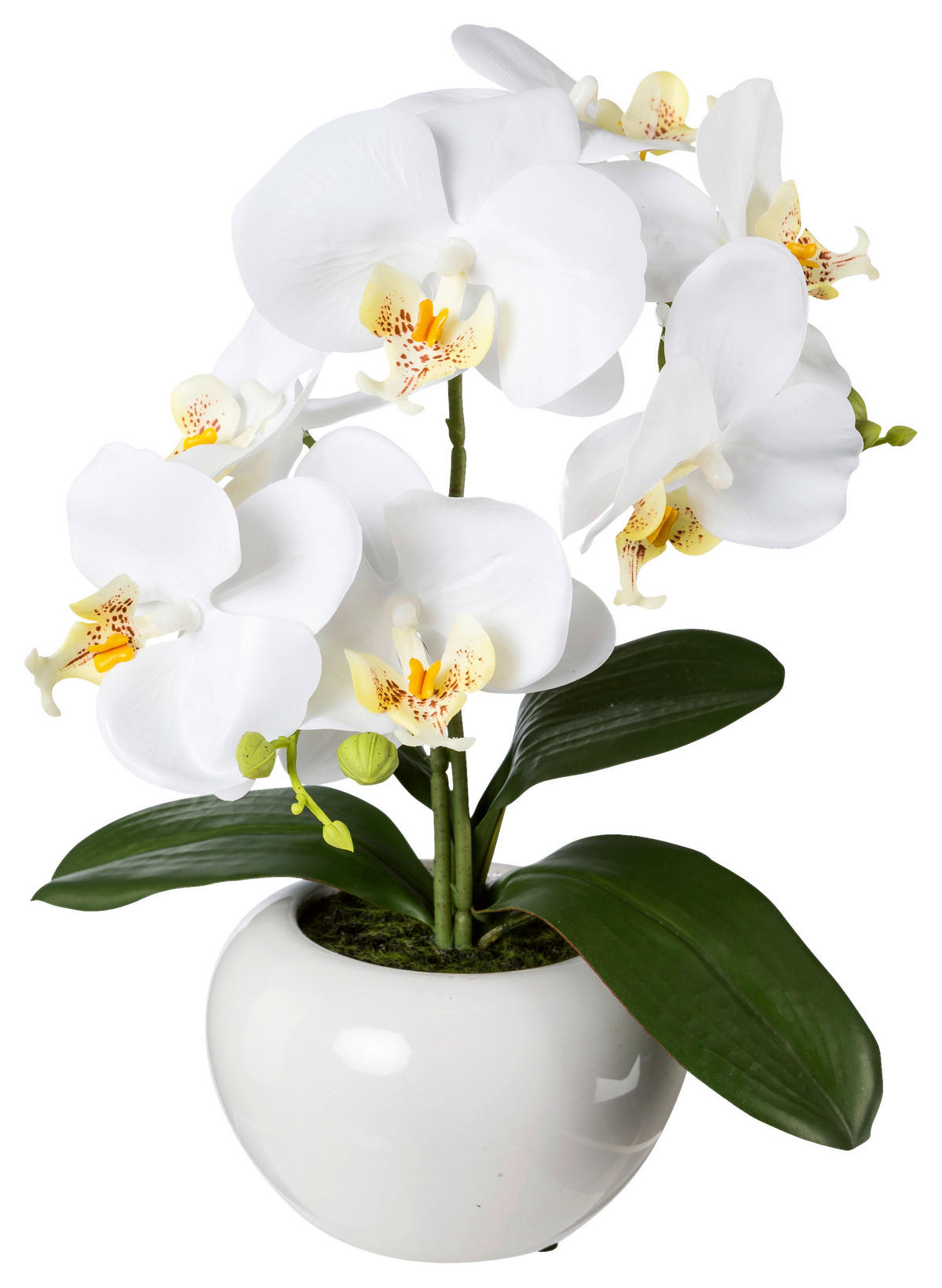 KUNSTPFLANZE Orchidee 35 cm  - Weiß/Grün, Design, Keramik/Kunststoff (35cm) - P & B
