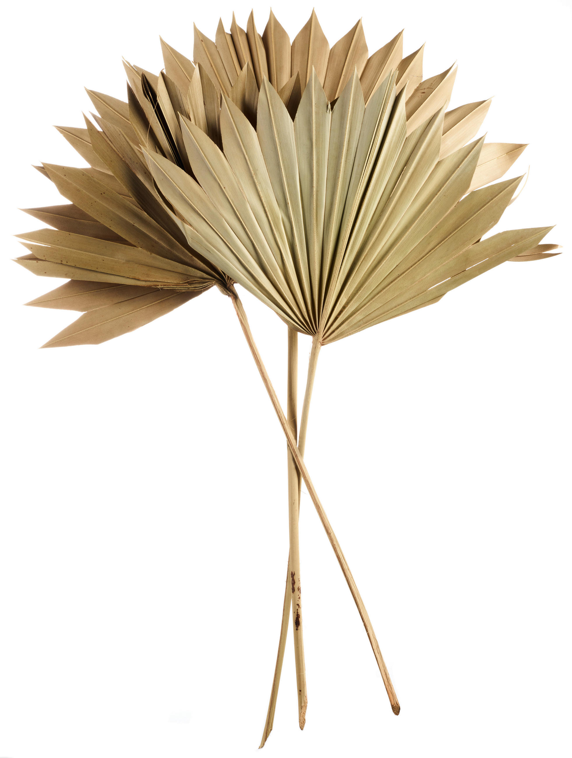 TROCKENBLUME - Basics (40cm) - ASA
