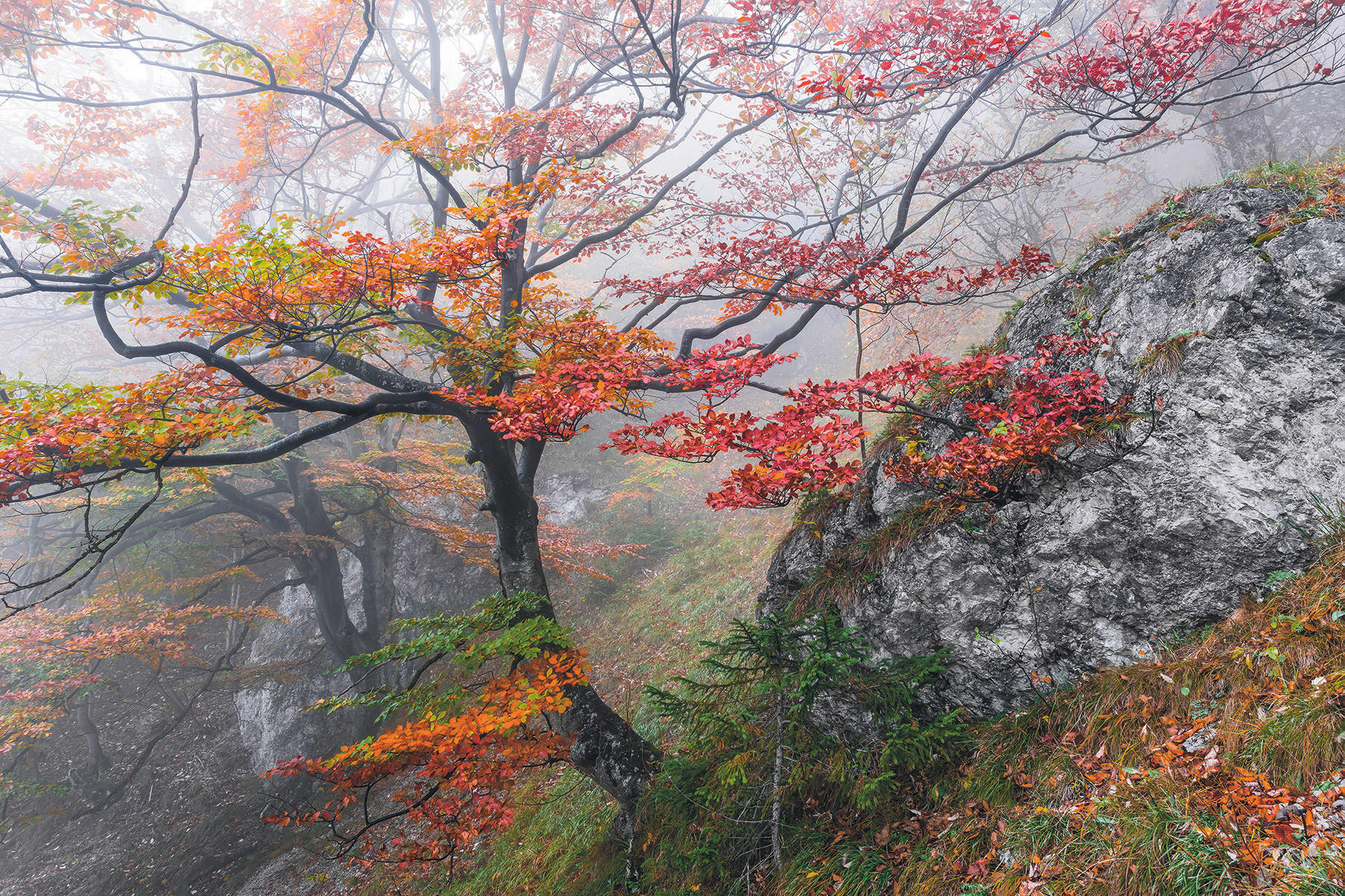 VLIESTAPETE  - Natur (300/200cm) - Komar