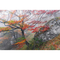 VLIESTAPETE  - Natur (300/200cm) - Komar