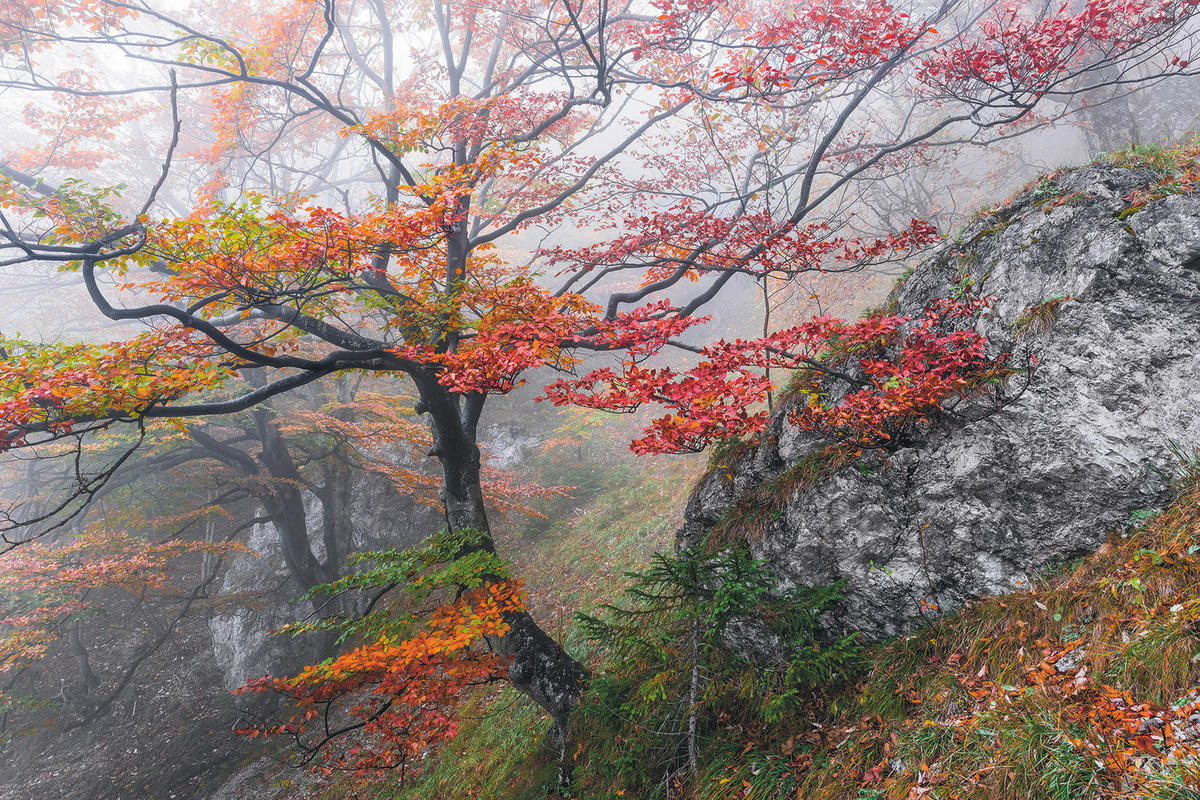 VLIESTAPETE  - Natur (300/200cm) - Komar