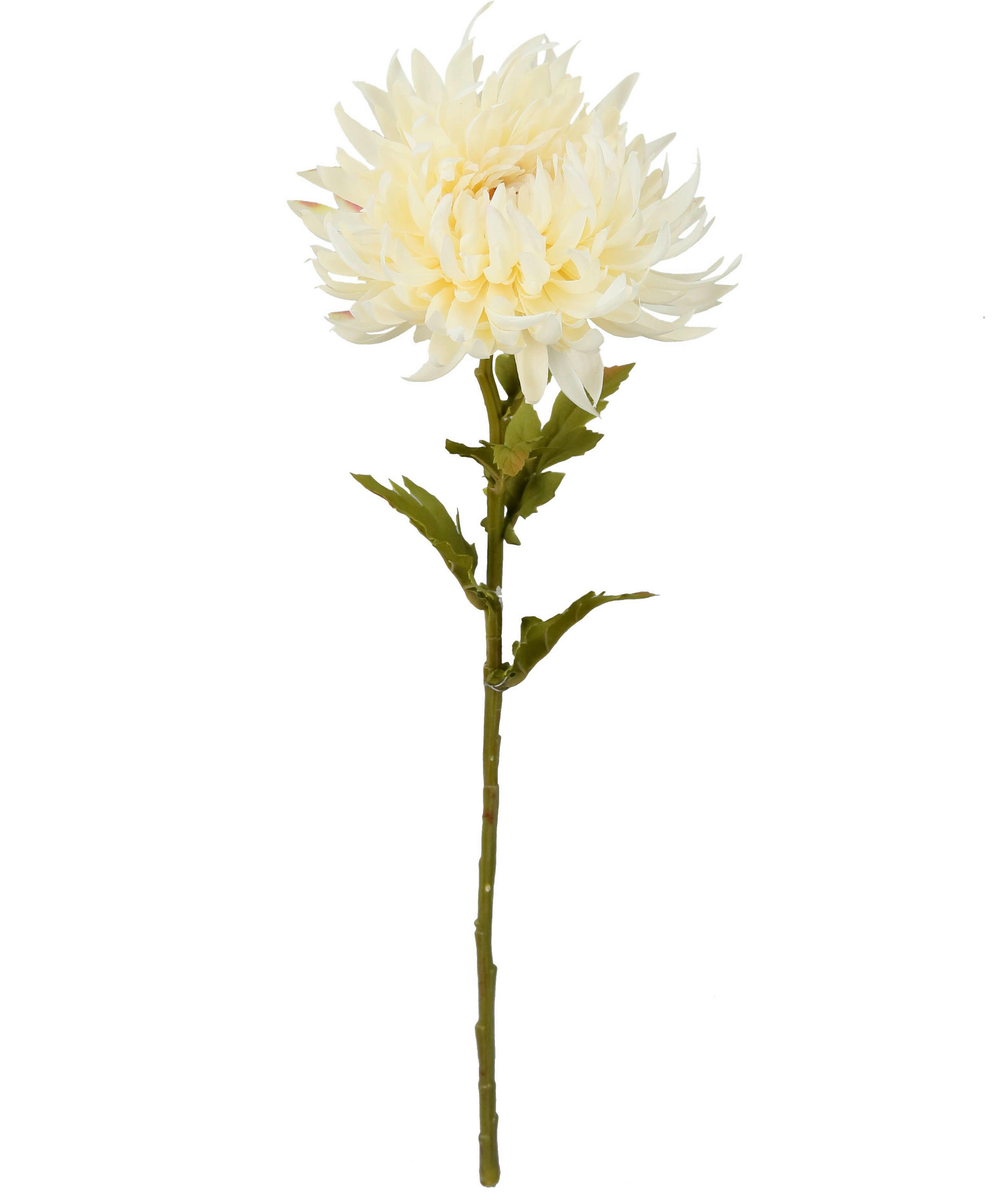 KUNSTBLUME - Creme/Weiß, LIFESTYLE (62cm)
