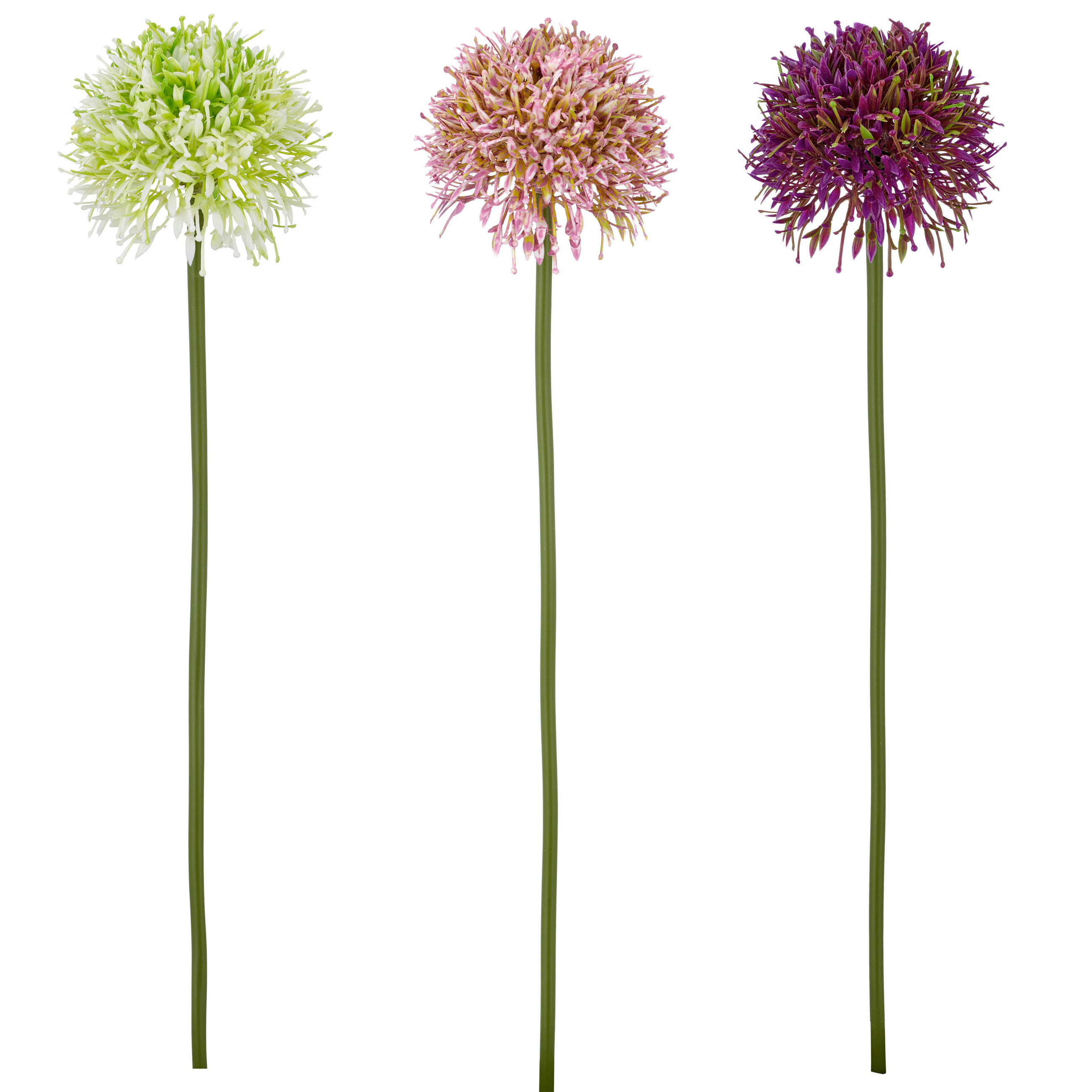 Allium Allium