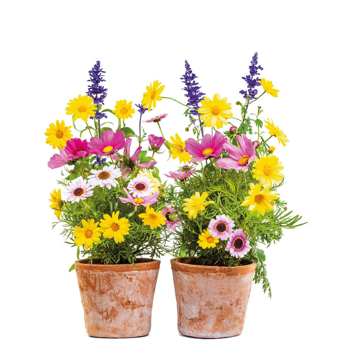 FENSTERBILD 31/31 cm    Springtime  - Multicolor, Natur, Kunststoff (31/31cm) - Komar