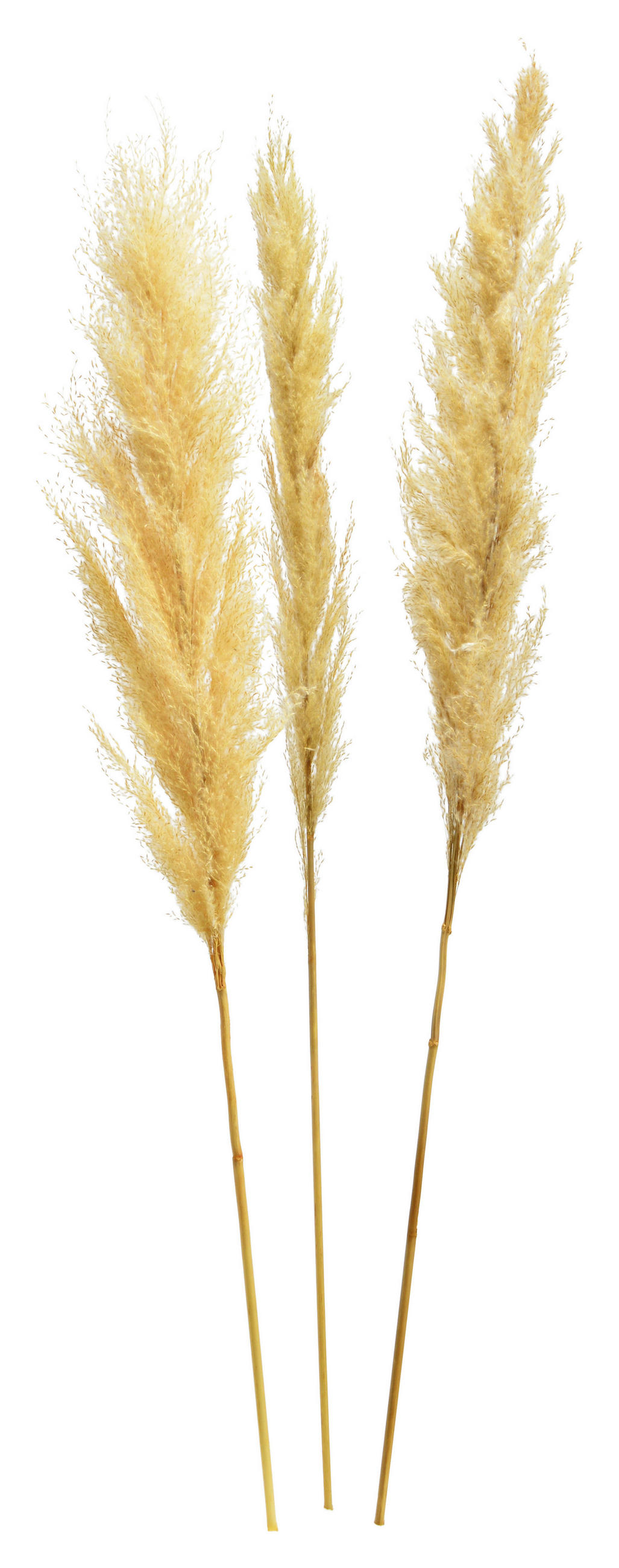 TROCKENBLUME  - Creme, Basics, Naturmaterialien (115cm)