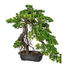 KUNSTPFLANZE Bonsai - Dunkelbraun/Grün, Kunststoff (55/45cm) KUNSTPFLANZE Bonsai - Dunkelbraun/Grün, Kunststoff (55/45cm)