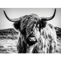 LEINWANDBILD Tiere  - Multicolor, Basics, Holz/Papier (135/100/3cm)