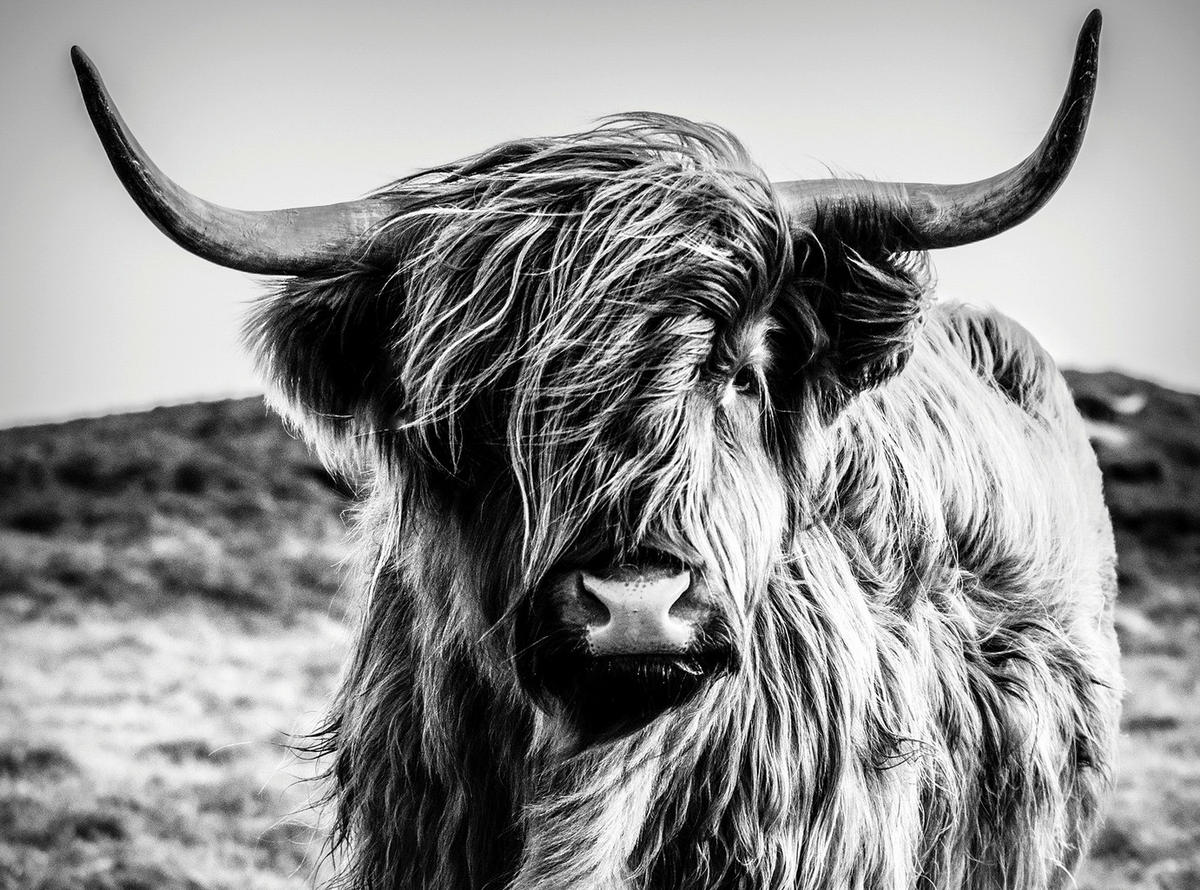 LEINWANDBILD Tiere  - Multicolor, Basics, Holz/Papier (135/100/3cm)