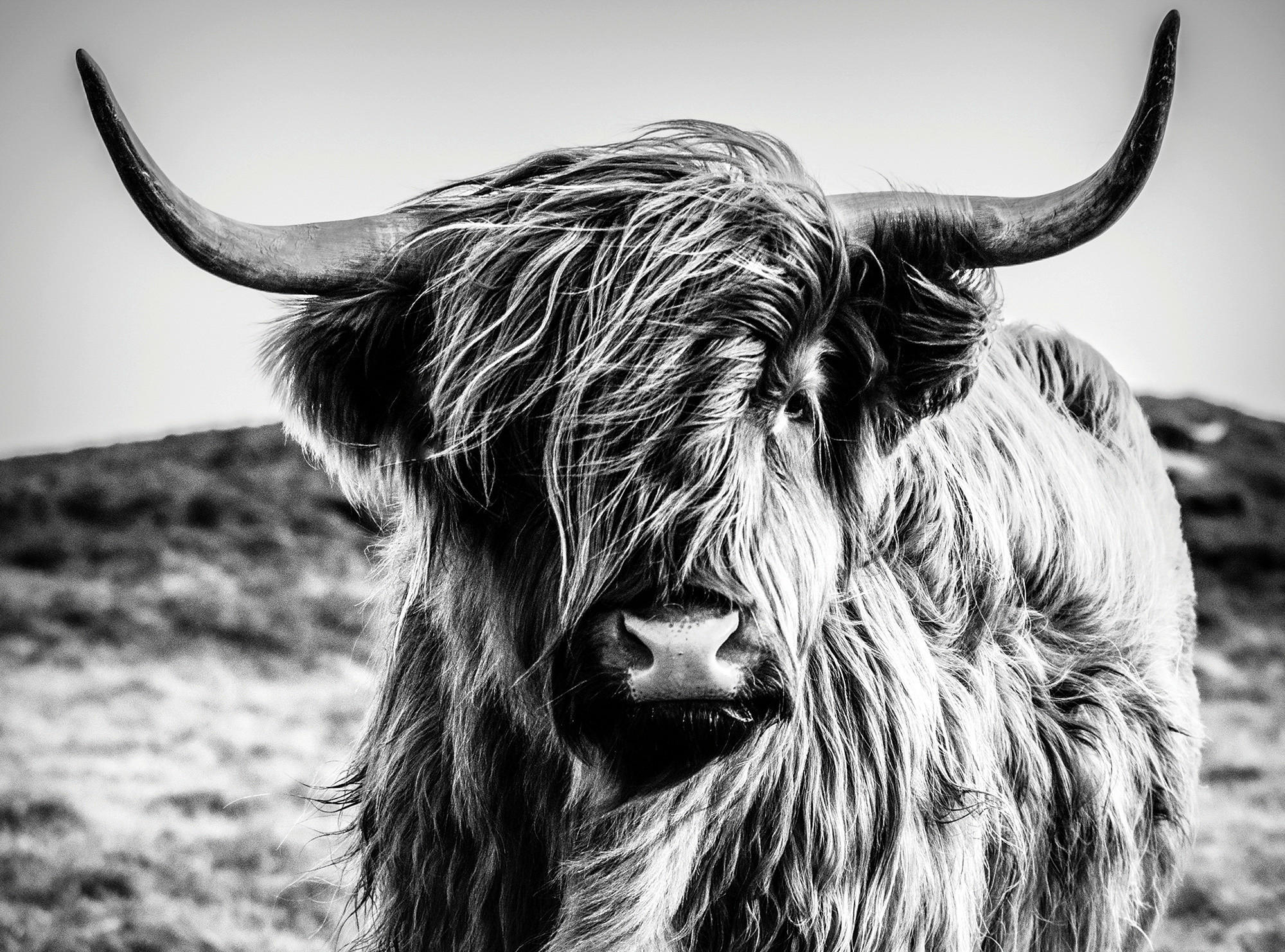 MALBA NA PLÁTNĚ, zvířata, 135/100/3 cm