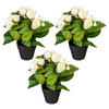 KUNSTPFLANZE Begonien 24 cm  - Creme/Schwarz, Design, Kunststoff (24cm) - P & B
