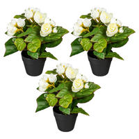 KUNSTPFLANZE Begonien 24 cm  - Creme/Schwarz, Design, Kunststoff (24cm) - P & B