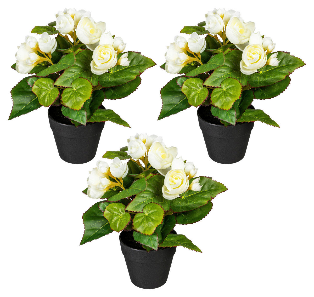 KUNSTPFLANZE Begonien 24 cm  - Creme/Schwarz, Design, Kunststoff (24cm) - P & B