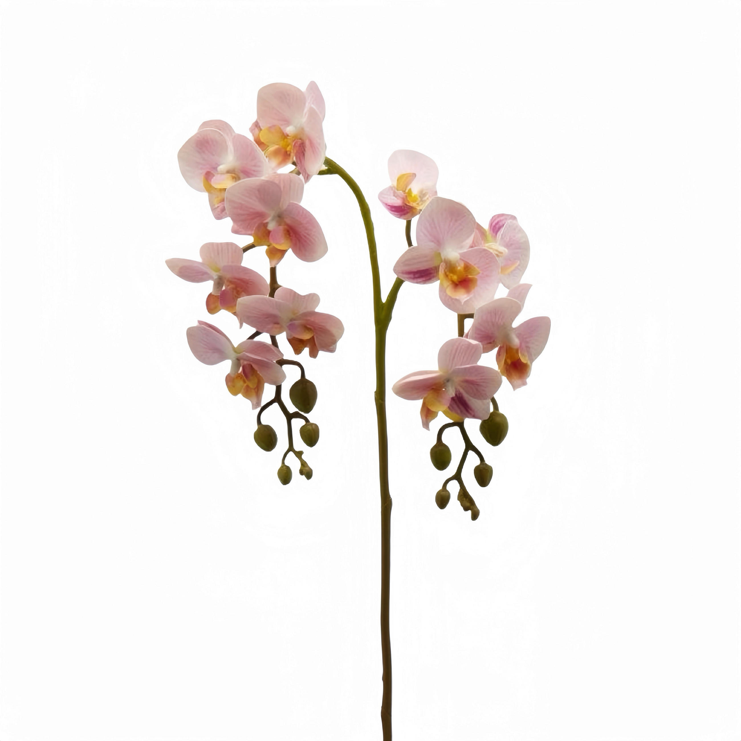 ORCHIDEE  - Pink, Basics, Kunststoff (62cm)