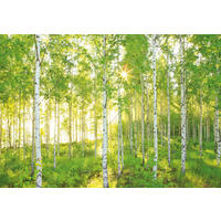 FOTOTAPETA velikost: 368/254 cm - bílá/barvy vlašských ořechů, Natur, papír (368/254cm)