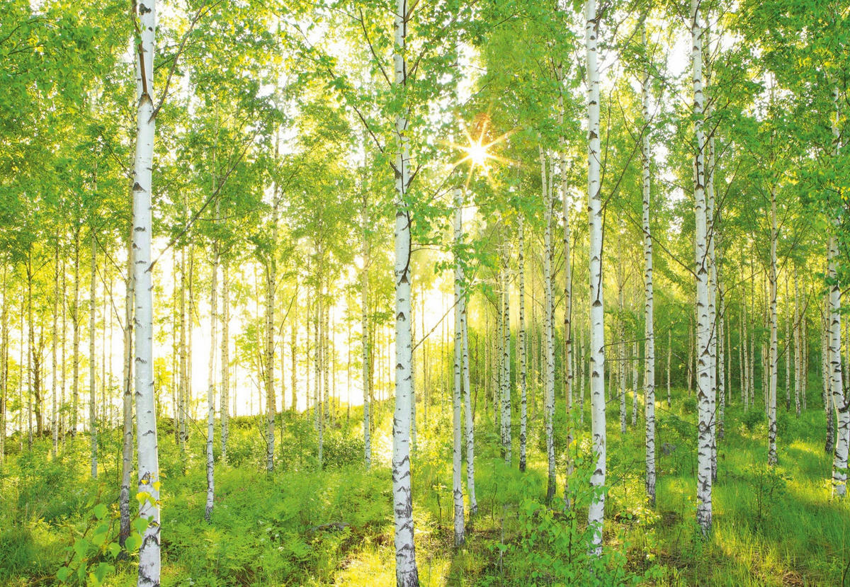 FOTOTAPETA velikost: 368/254 cm - bílá/barvy vlašských ořechů, Natur, papír (368/254cm)