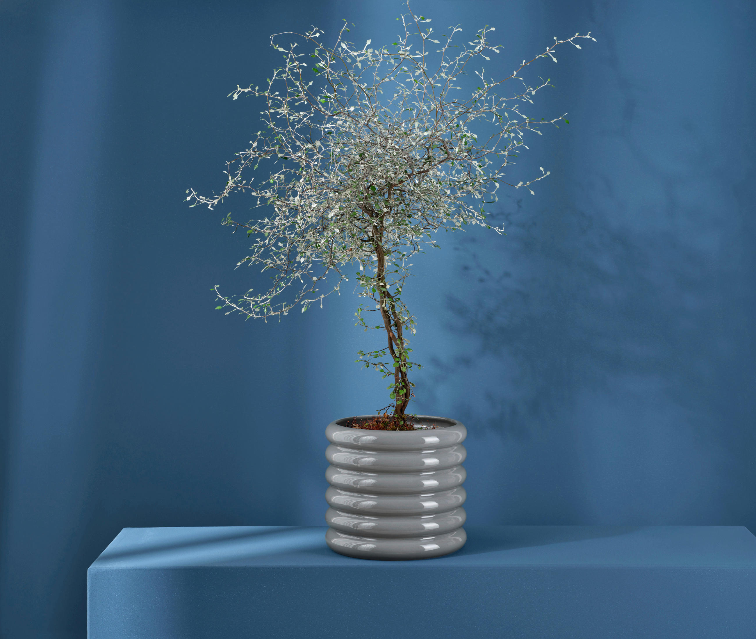 VASE loopy  - Grau Hochglanz, MODERN, Keramik (21,5/23cm) - ASA