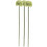 KUNSTBLUME - Creme/Grün, KONVENTIONELL, Kunststoff (46cm) KUNSTBLUME - Creme/Grün, KONVENTIONELL, Kunststoff (46cm)