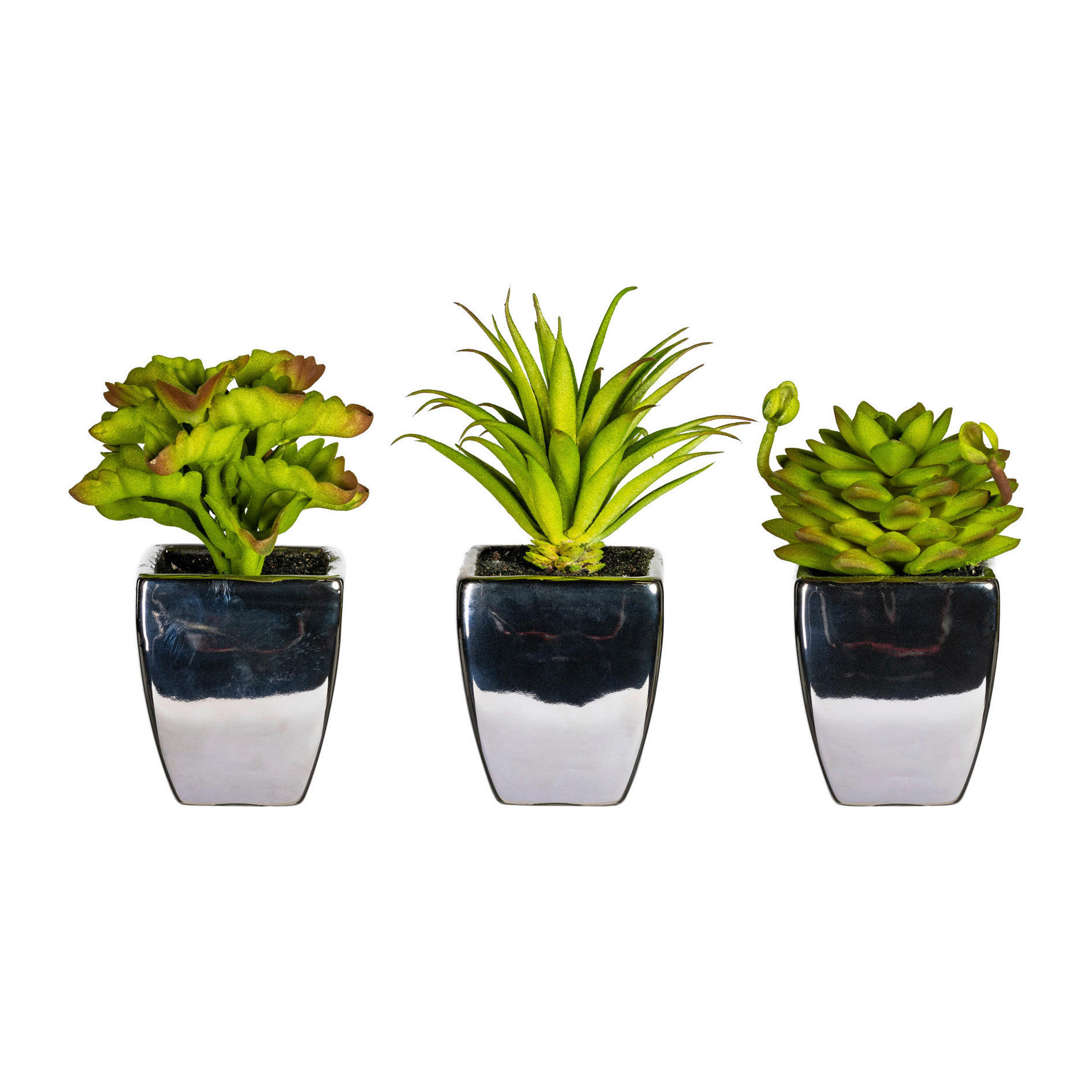 SUKKULENTE Sukkulente 13 cm  - Grau/Grün, Basics, Keramik/Kunststoff (13cm) - P & B