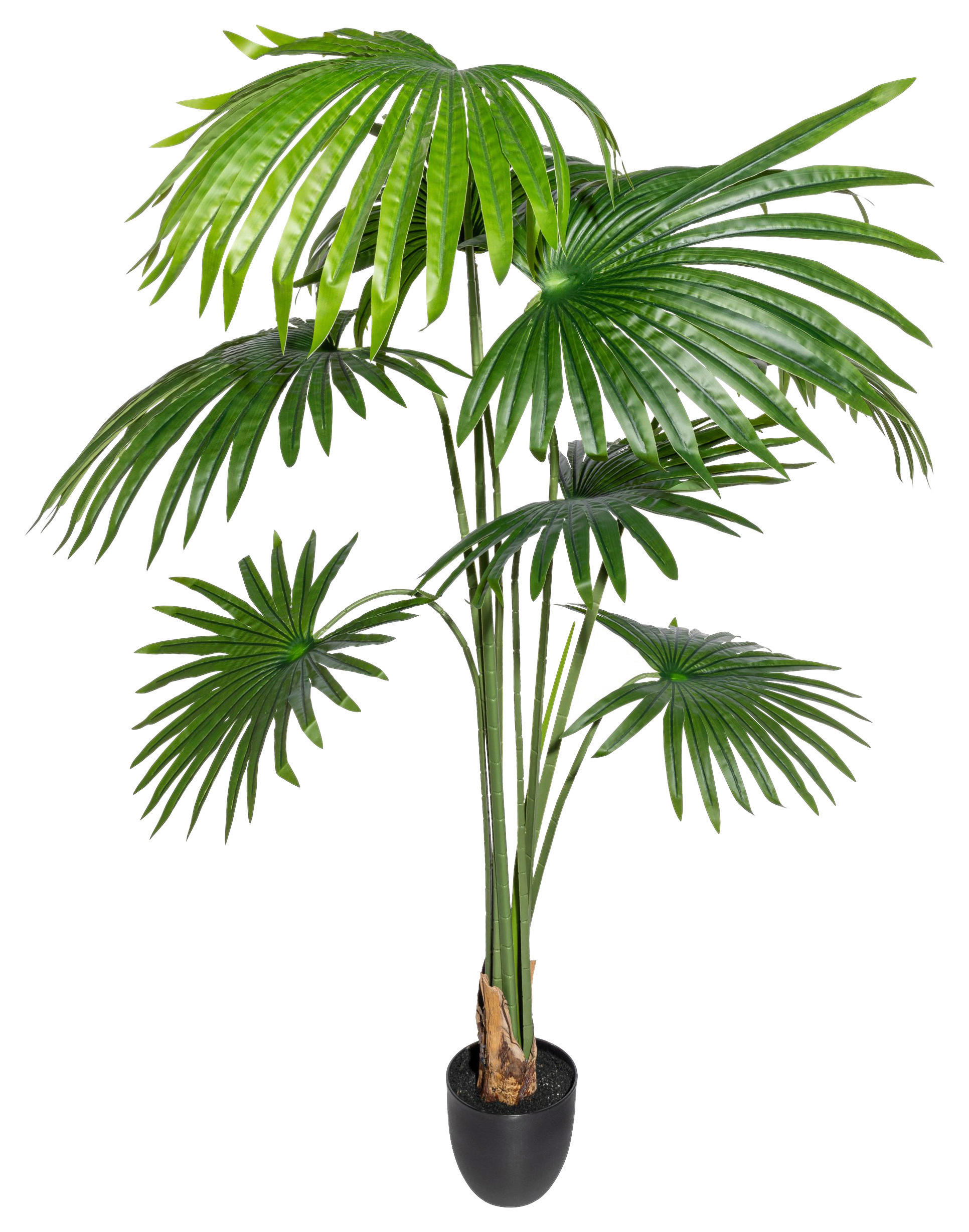 KUNSTPFLANZE Palme 150 cm  - Schwarz/Grün, Design, Kunststoff (150cm) - P & B