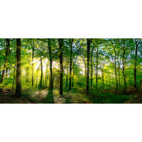 ŠTAMPA NA PLATNU   - tamnozelena/višebojna, Osnovno, tekstil/pločasti materijal (120/55cm) - Monee