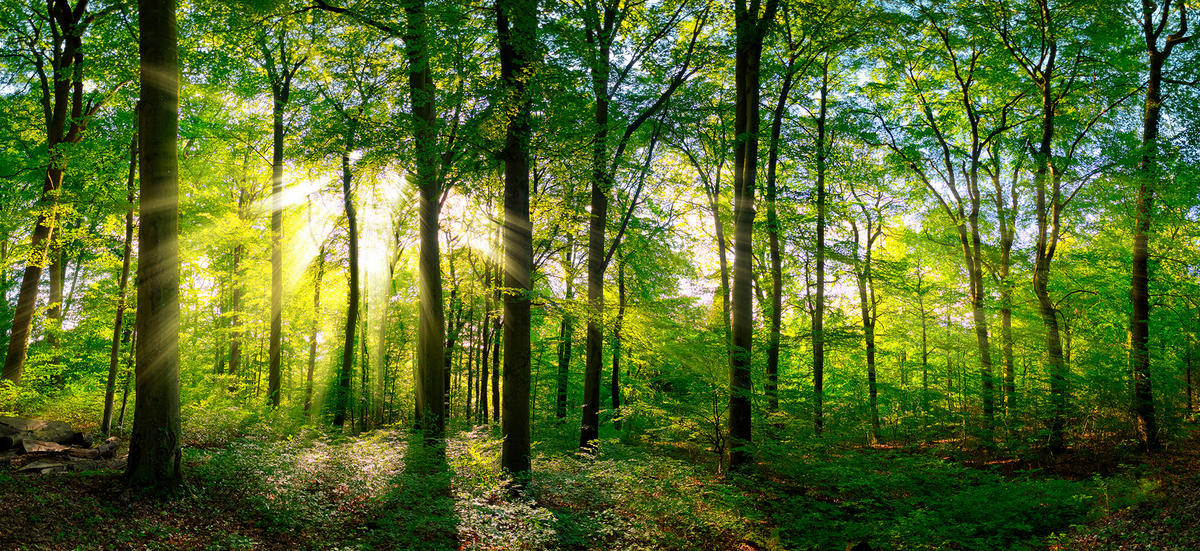 ŠTAMPA NA PLATNU   - tamnozelena/višebojna, Osnovno, tekstil/pločasti materijal (120/55cm) - Monee