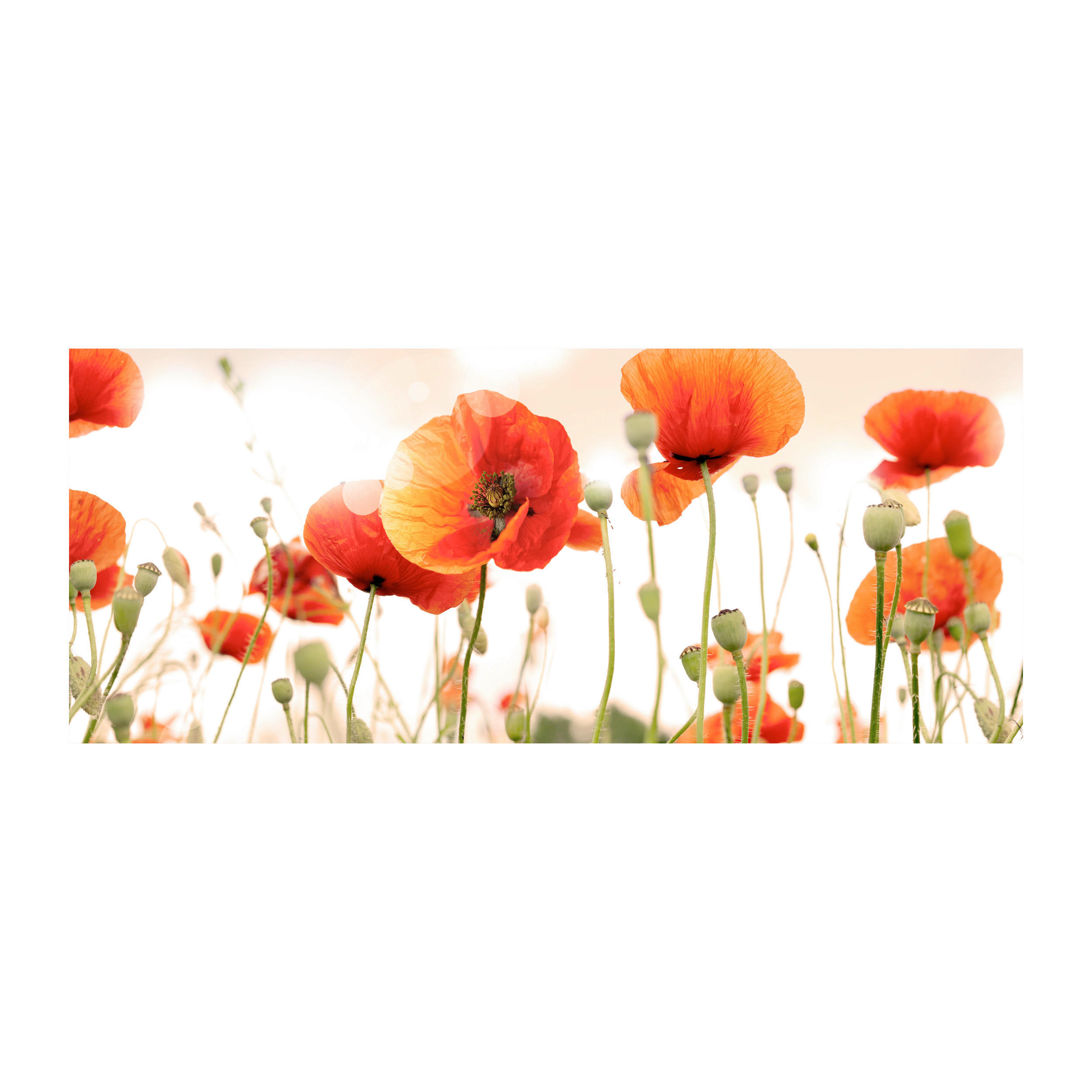 GLASBILD Blumen 125/50 cm  - Multicolor, Basics, Glas (125/50cm) - Monee