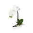 KUNSTPFLANZE Orchidee - Creme/Grün, Basics, Kunststoff/Textil (28cm)