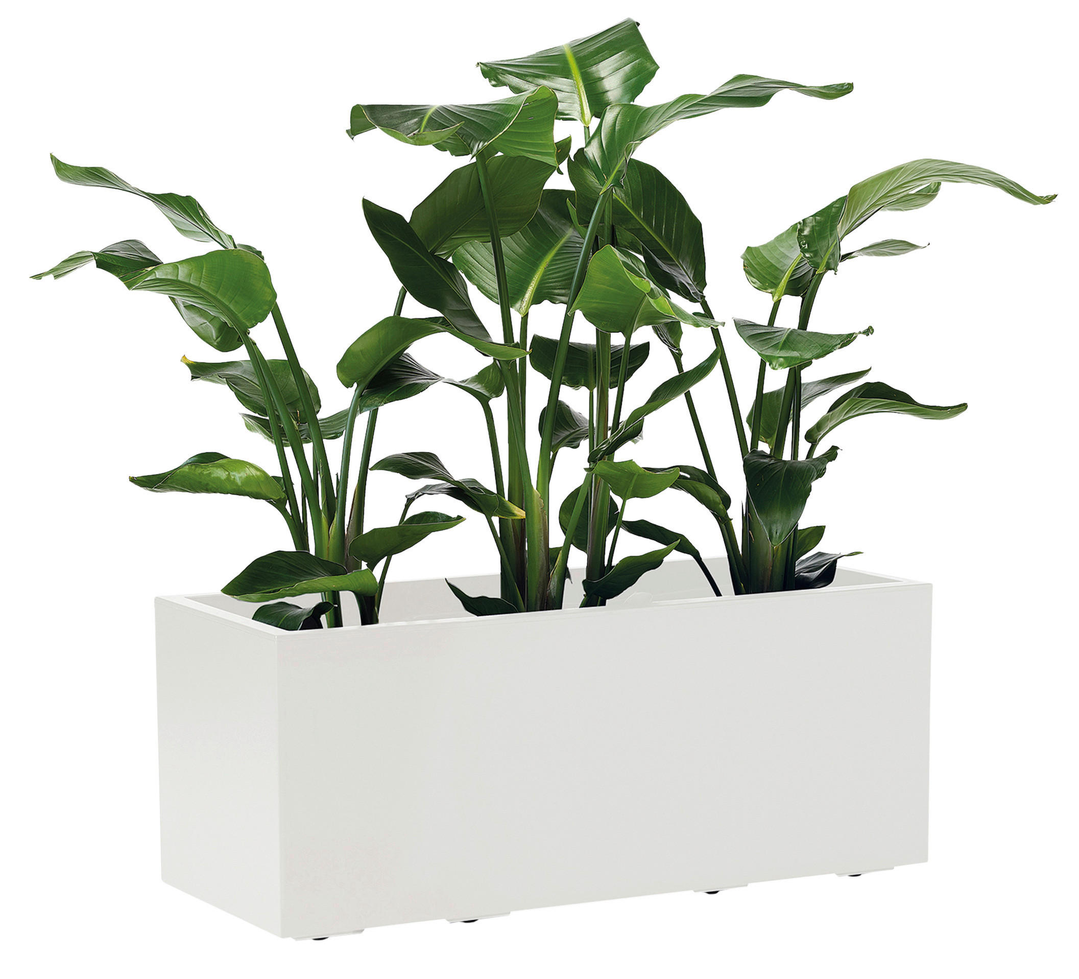 BLUMENKASTEN  - Weiß, Basics, Kunststoff (99,5/39,5/39,5cm)