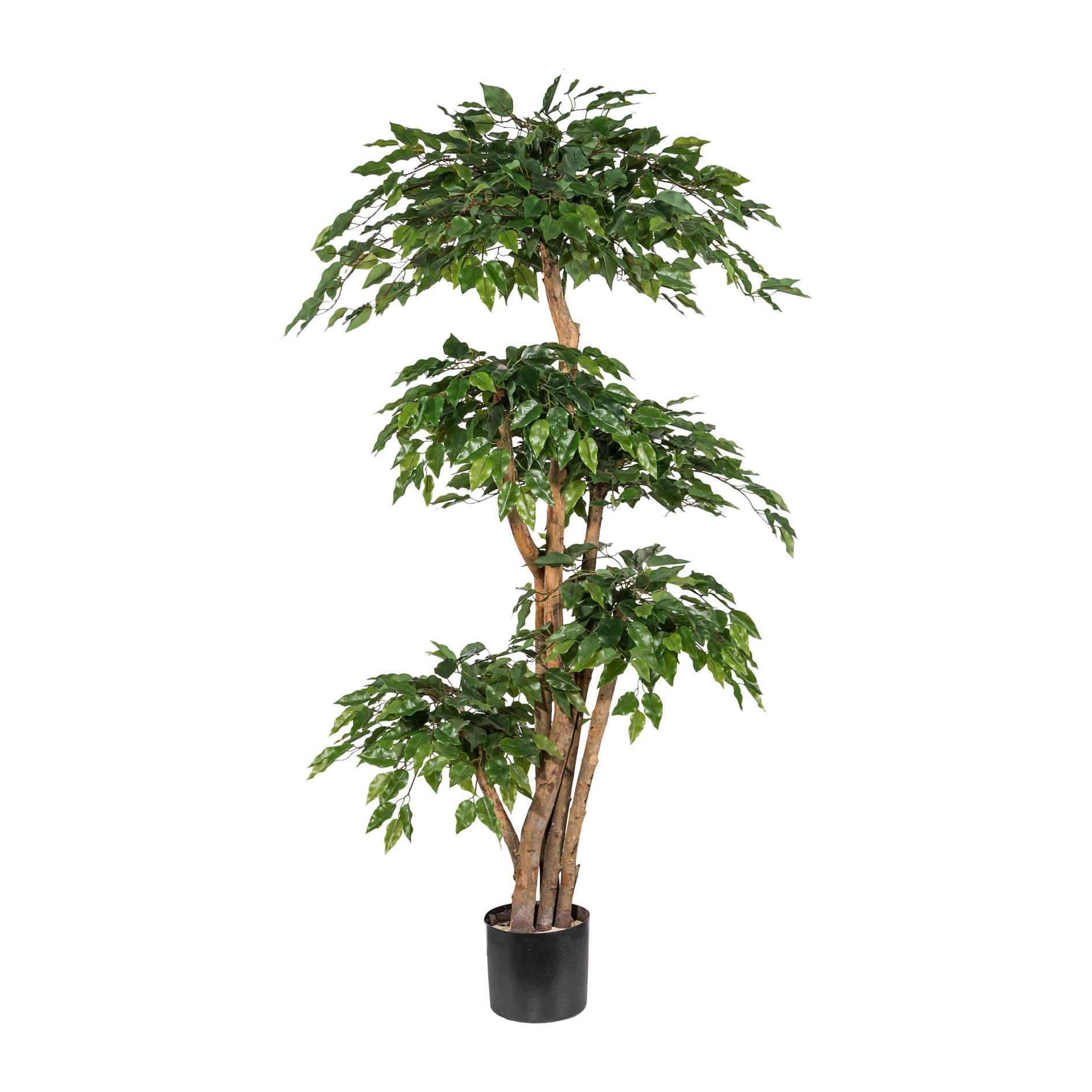 KUNSTPFLANZE Ficus Benjamina 170 cm  - Schwarz/Braun, Design, Kunststoff (170cm) - P & B